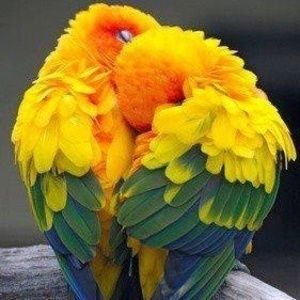 Meet your Posher, Xuan